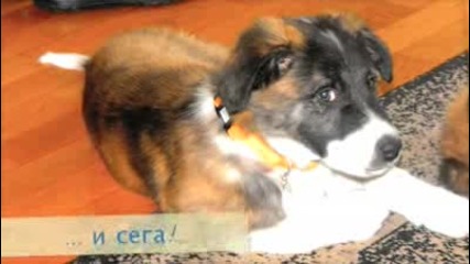 Преди и сега - кучетата в приютите :(