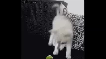 Motherf*ng Animals