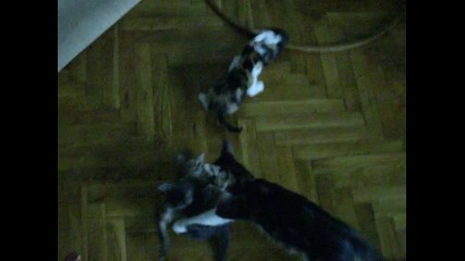 Котенца 