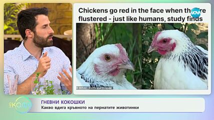 Гневни кокошки - какво вдига кръвното на пернатите животни - „На кафе“ (06.05.2024)
