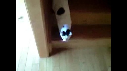 Мързеливо Коте Слиза По Стълбите! Смях