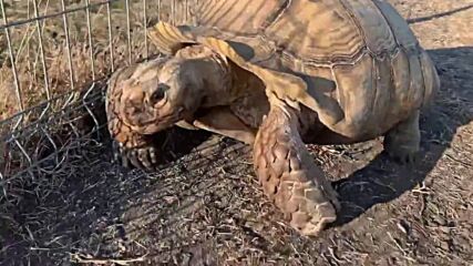 Най-голямата сулката костенурка на Балканския полуостров