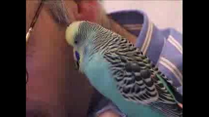 Charlie The Talking Budgie