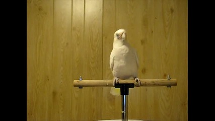 Най - веселия и игрив папагал :) 