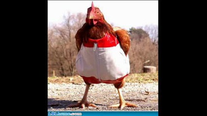 Funny pics
