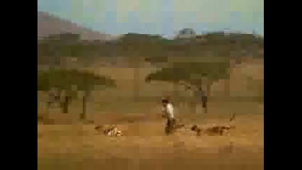 Гладен циганин надбягва гепард 