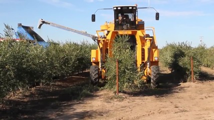 Супер техника за бране на маслини - Oxbo !