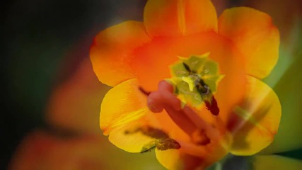 Flower Breeze