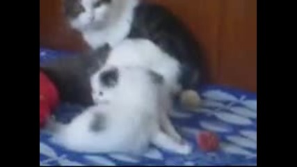 играещи котенца