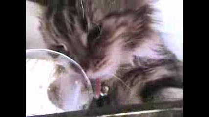 Котe пие мляко - ом ном ном :d 