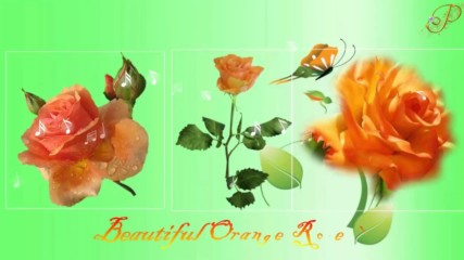 Прекрасни оранжеви рози! ... ...
