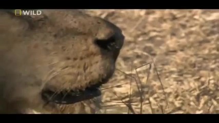 Последните мигове от живота на един Лъв !