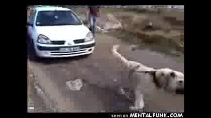 Невероятно куче дърпа кола