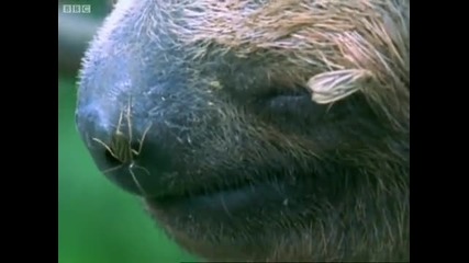 Mouldy Sloth - Amazon Assassin - Bbc Earth 
