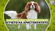 Кавалер Кинг Чарлз шпаньол: кучето на аристократите