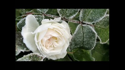 Peter White - How Deep Is Your Love