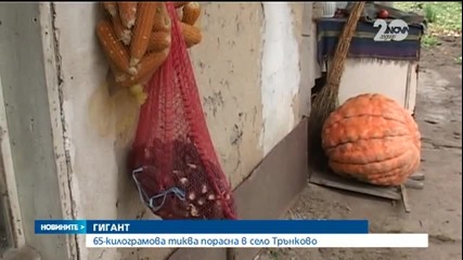 65-килограмова тиква отгледаха в старозагорското село Трънково- Новините на Нова