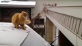 Смях ... Котка се проваля скачайки от заснежен таван на автомобил !!!