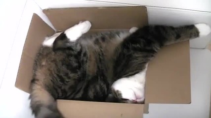 Сладурското коте Мару, си почива в кутията.