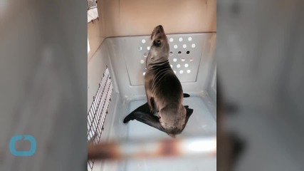 Warm Pacific Waters Wash up Sea Lions, Raising Concerns on Climate Change