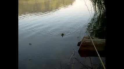 На Риболов - За Костенурки