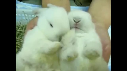 Прекалено сладки пухкави и мили зайчета