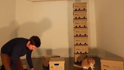 Човек изгражда картонен замък на своя домашен любимец - котката ..