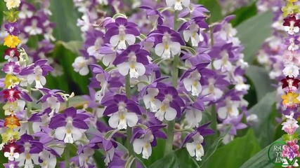 Spring Calanthe -happiness Treasure Box- 2014
