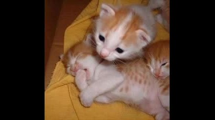 Смешни Котки :)