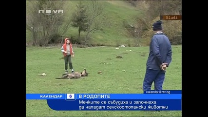 Мечки нападат села в Смолянско
