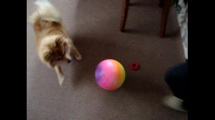 Куче си играе с топка смях