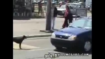 dogs vs car 