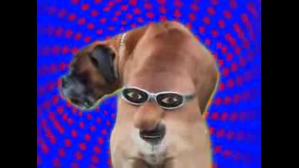 Animal Beatbox