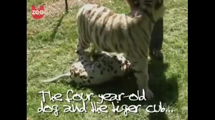 Dalmation and Tiger Make Friends