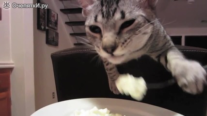 Коте се храни с вилица.