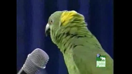 Amazonski papagal