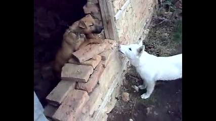 laika na trapera, Aleks na 3 meseza pokazva harakter