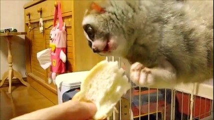 Забавен лорис яде хляб с голям апетит