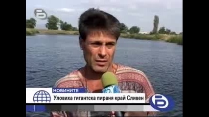 Уловиха гигантска пираня във водоем край Сливен