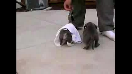 Pit Bull Puppies Video