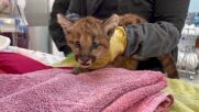 Спасиха две планински лъвчета в Оукланд, след като майка им бе ударена от кола (ВИДЕО)