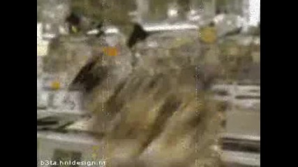 Jaya The Cat - Wildernis