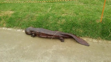 Огромен саламандър заснет в Япония!