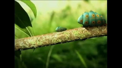Minuscule 1.04 - Двойка гъсеници 