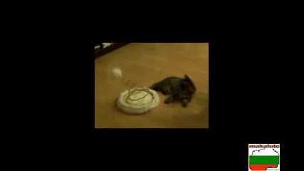 Котка Си Играе С Шапка