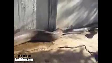 Огромна змия напада оператор