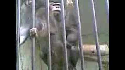 Маймуни Се Натискат 