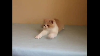 The sweetest cat in the world!