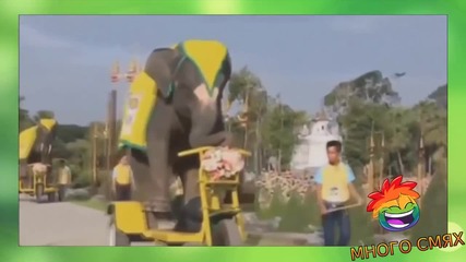 Слон кара колело и други кретении - Много смях