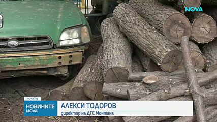 Драстичен скок на незаконния дърводобив в Монтанско с идването на есента